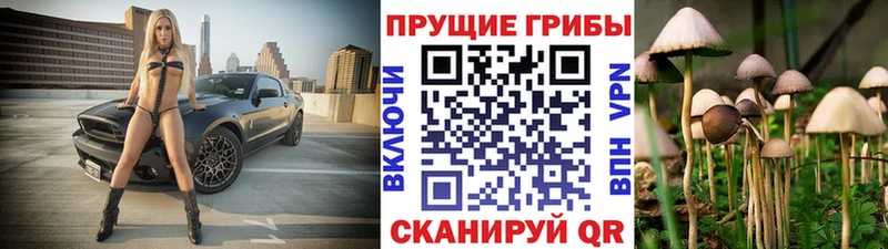 Галлюциногенные грибы Psilocybine cubensis  Звенигород 